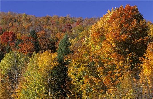 秋天,色彩,枫树,绿色,山峦,佛蒙特州,美国