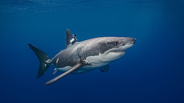 大白鲨,摄影,鳍,环境保护,学习,水下视角
