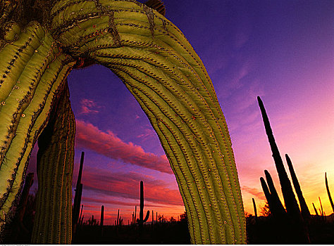 巨柱仙人掌,黄昏,萨瓜罗国家公园,亚利桑那,美国
