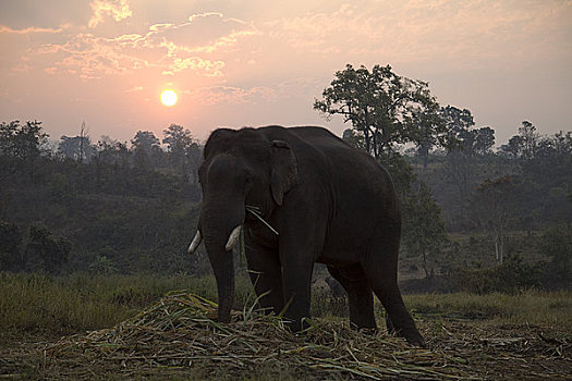 大象,黎明,清迈,金三角,泰国