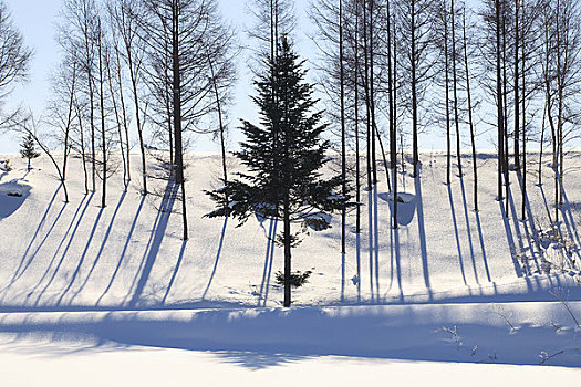 树,站立,雪原