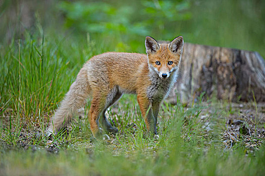 头像,幼兽,红狐,狐属,德国