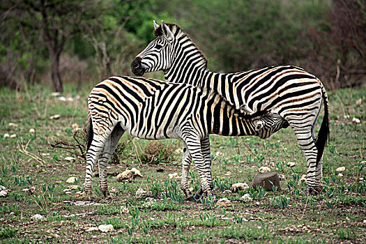 平原斑马,女性,成年,吸吮,年轻,克鲁格国家公园,南非,非洲