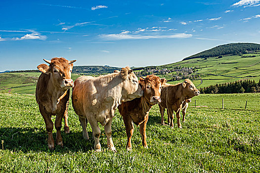 法国,上卢瓦尔省,牛,靠近