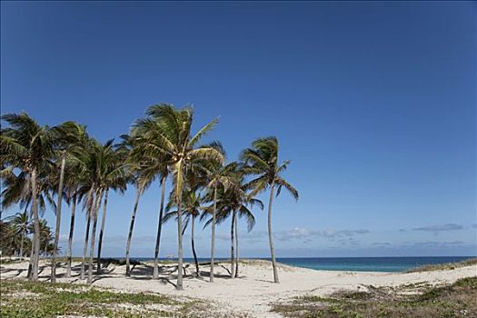 棕榈树,海滩,干盐湖,哈瓦那,古巴