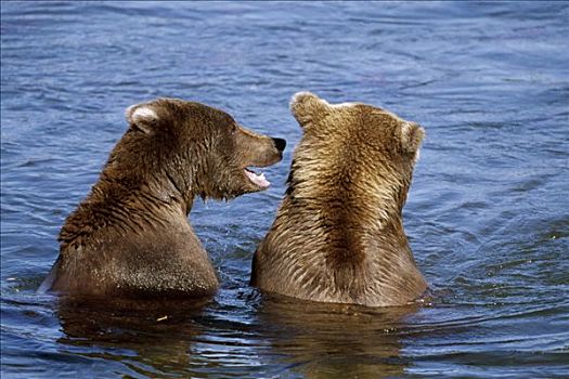 大灰熊,棕熊,一对,争斗,互动,卡特麦国家公园,阿拉斯加