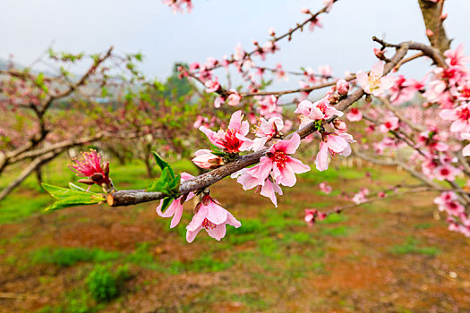 桃花