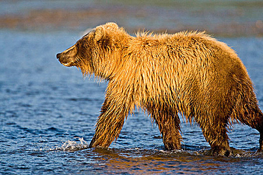 美国,阿拉斯加,沿岸,棕熊,银鲑,溪流,湖,国家公园