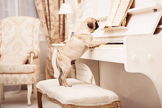 哈巴狗钢琴图片