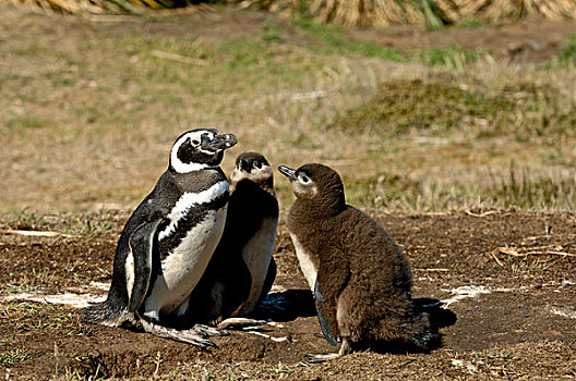 福克兰群岛,麦哲伦企鹅,小蓝企鹅
