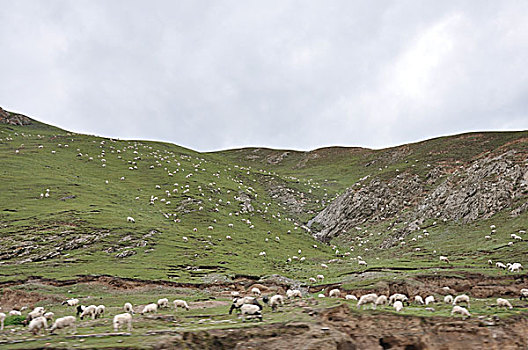 羊群与青山