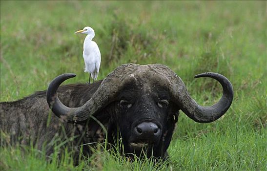 南非水牛,非洲水牛,牛背鹭,马赛马拉国家保护区,肯尼亚