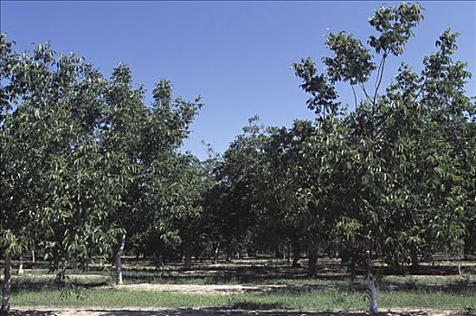 胡桃,树,果园,加利福尼亚,美国