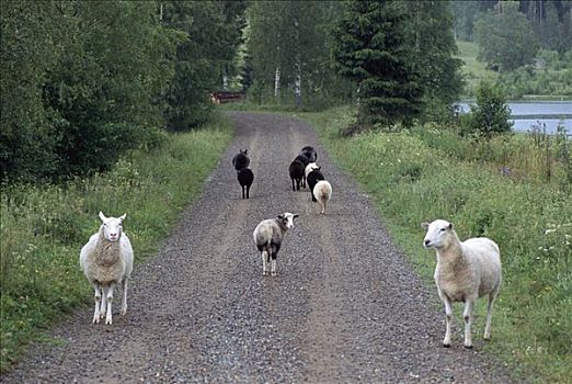 绵羊,乡间小路,瑞典