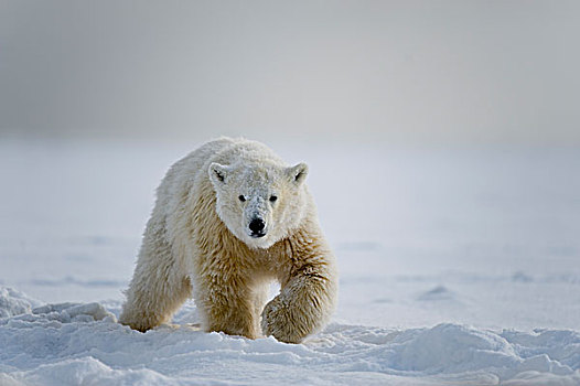 春天,北极熊,幼兽,走,浮冰,区域,北极,阿拉斯加,冬天