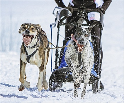 雪橇狗,速度,比赛,苔藓,瑞士