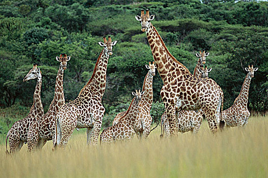 牧群,长颈鹿,站立,地点,纳米比亚,非洲