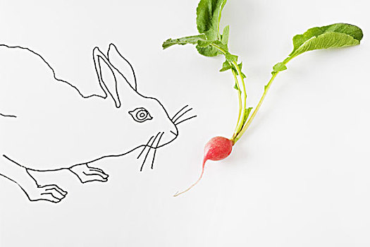 兔子,嗅,新鲜,萝卜