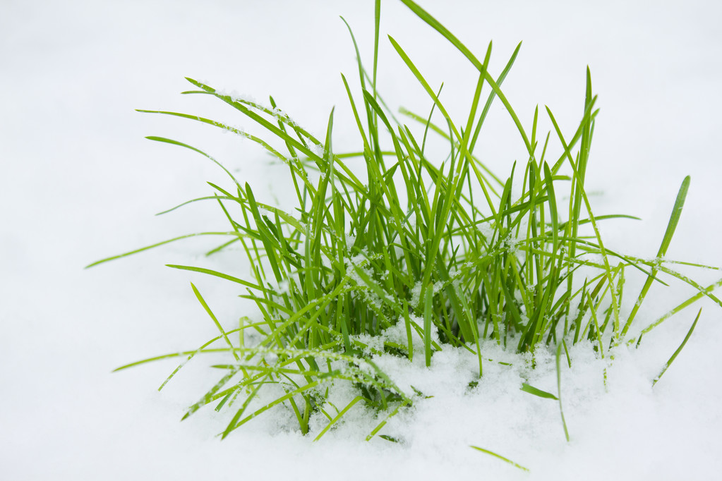 常见冷季型草坪草种类图片