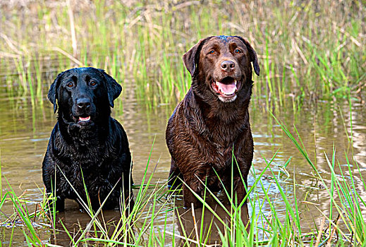 拉布拉多犬,狗,一对,水中