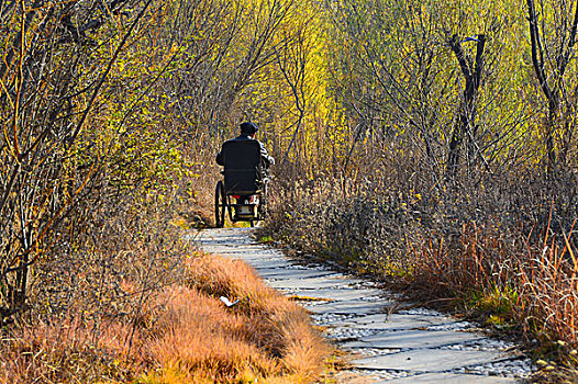 坐轮椅上秋游的老人