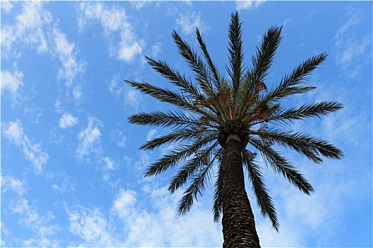 热带,棕榈树
