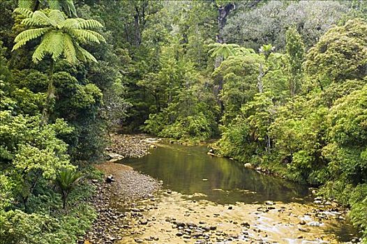河,树林,北岛,新西兰