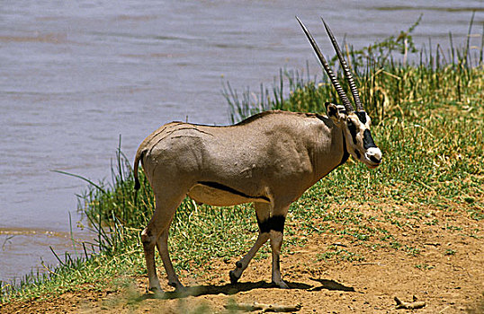 长角羚羊,雄性,站立,靠近,河,公园,肯尼亚