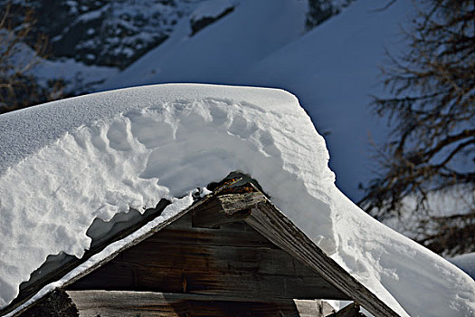 自然,冬季风景,树,初雪