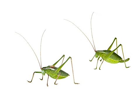 雄性,雌性,绿色,长,有角,蝗虫