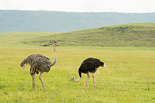 雌性,雄性,普通,鸵鸟,鸵鸟属,骆驼,草地,地板,恩戈罗恩戈罗火山口,坦桑尼亚