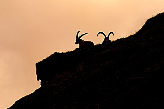 高山,野山羊,两个男人,剪影,上陶恩山国家公园,卡林西亚,奥地利,欧洲