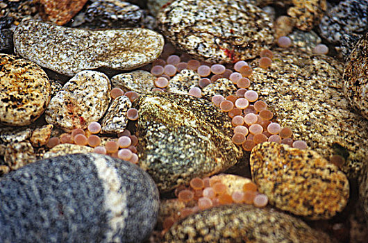 粉色,三文鱼,太平洋鲑属,卵,产卵,砾石,不列颠哥伦比亚省,加拿大