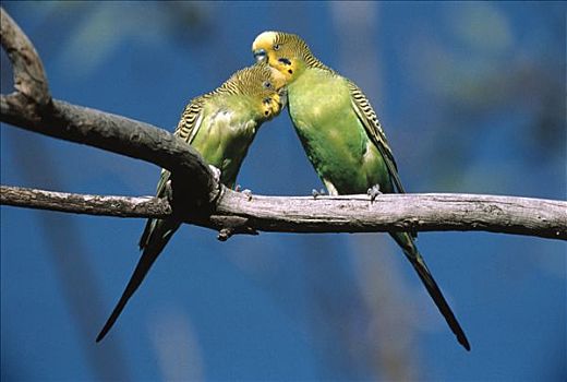 虎皮鹦鹉,伴侣,求爱,国家公园,澳大利亚