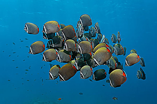 蝴蝶鱼,成群,公海,环礁,印度洋,马尔代夫,亚洲