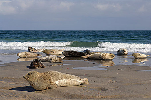 灰海豹,躺着,海滩,石荷州,德国,欧洲
