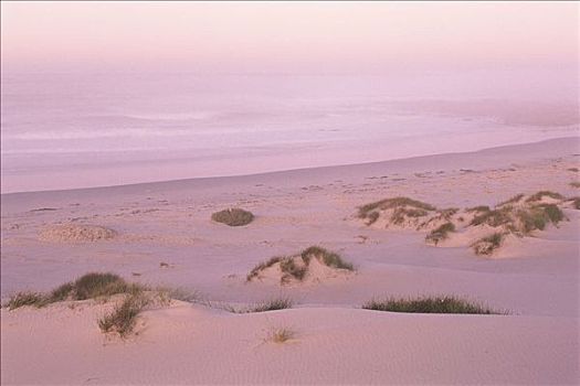沙丘,靠近,大西洋,南非