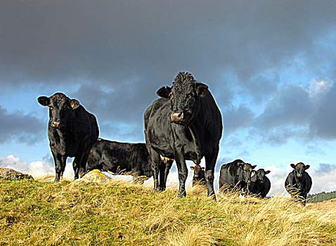 生活,牛,利莫辛,母牛,坎布里亚,英格兰,英国,欧洲