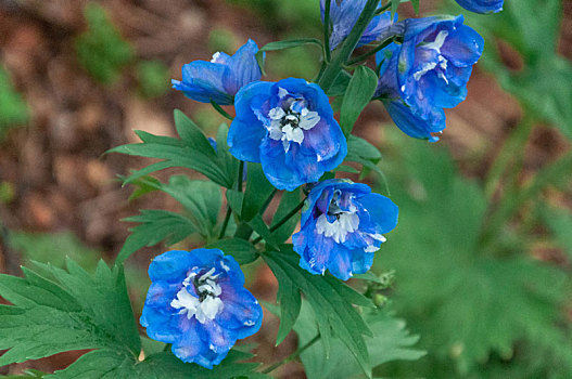 春天植物园盛开的蓝色高翠雀花