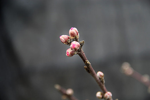 含苞待放,春芽,春日