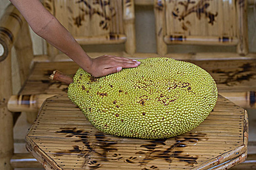 木菠萝,成熟,水果,巴拉望岛,菲律宾,东南亚