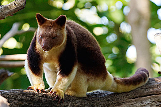 树,袋鼠,澳大利亚