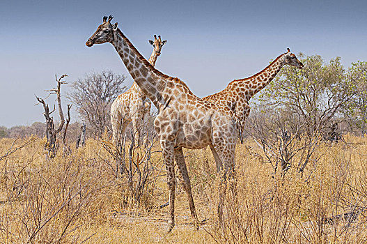 三个,长颈鹿,站立,草,乔贝国家公园,博茨瓦纳