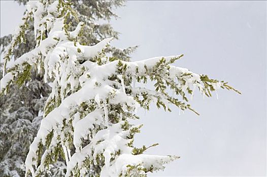 冷杉,积雪