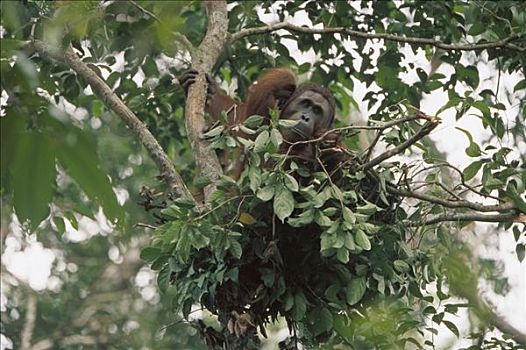 猩猩,黑猩猩,亚成体,鸟窝,檀中埠廷国立公园,婆罗洲