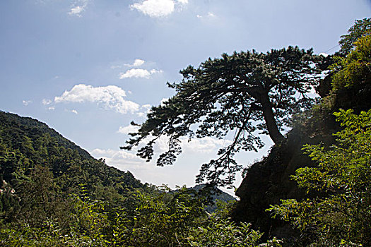 泰山迎客松