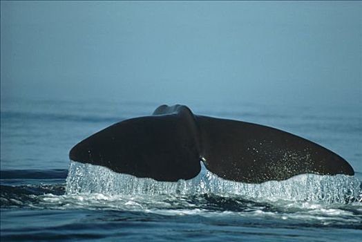 抹香鲸,成年,女性,饲养,地面,加拉帕戈斯群岛,厄瓜多尔