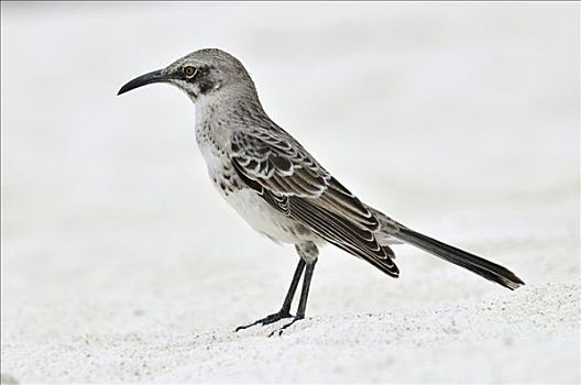 嘲鸟,加拉帕戈斯,厄瓜多尔,南美