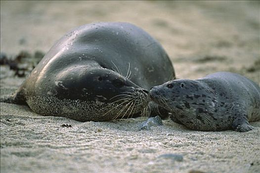 斑海豹,幼仔,母兽,接触,鼻子,低湿地,加利福尼亚