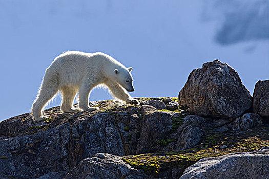 北极熊,成年,走,岩石上,斯匹茨卑尔根岛,斯瓦尔巴特群岛,挪威,欧洲